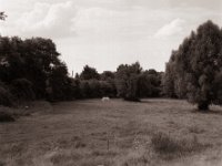 Schimmel, allein auf der Weide  Pentax 67II, SMC 2.4/105, Gelbfilter, Fuji Acros 100II  - 04.08.2021 -