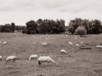 Schafherde im Rheinvorland  Pentax 67II, SMC Takumar 3.5/55, Bergger Pancro400  - 01.09.2021 -