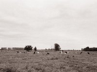 Weide auf der Bislicher Insel  Pentax 67II, SMC Takumar 3.5/55, Bergger Pancro400 - 01.09.2021 -