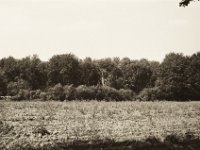 Feld im Wald  Fuji GW 690 III, Ilford  Delta 100@64