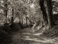 Hohlweg im Herbst  Fuji GW 690 III, Bergger Pancro400@800