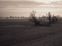 Weiden  Pentax LX, SMC 2.8/40; Adox Silvermax 100