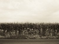 Sonneblumen am Maisfeld  Pentax K2, SMC M 2.8/40, Orangefilter, Ilford Delta 100pro @100 i