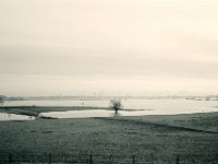 Der Baum, der im Wasser steht  Fuji GW 690 III, Bergger Pancro400@250