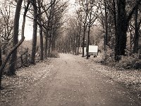 Weg am Landschaftspark  Pentax MZ-S, SMC FA  1.9/43 Limited, Gelbfilter, Ilford HP5plus@800