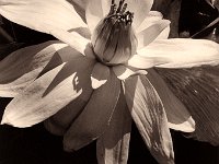 Botanischer Garten Duisburg-Hamborn  Contax 167MT; Planar 1.7/50; Delta 100 - Anfang 1990er Jahre -