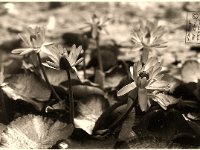 Botanischer Garten Duisburg-Hamborn  Contax 167MT; Planar 1.7/50; Delta 100 - Anfang 1990er Jahre -