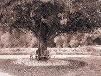 Sitzen unter einem Baum  Fuji GW 690 III, Ilford HP5+ - 01.09.2014 -