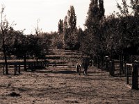 Herbstmorgensonne im Landschaftspark Nord  Pentax 67II, SMC Takumar 2.8/150, Gelbfilter, Ilford HP5plus@1600 - 26.10.2015 -