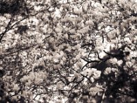 Magnolienblüte  Pentax 67II, SMC 4.0/300, Bergger Pancro 400@250