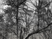 Wald Testerberge  Fuji GSW 645 S prof. WIDE 60, KODAK 400 TX  - 08.03.2025 -