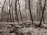 Testerberge Wald II  Pentax 67II, SMC Takumar 4.5/75, Bergger Pancro400@200  - 16.04.2022 -