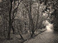 Weg zur See, Darß Fischland  Pentax 6x7;  4.0/45, XP2 - 17.9.1994 -