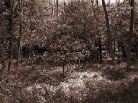 Blüten im Wald  Pentax 67II, SMC Takumar 4.5/75, Adox CHS100II@64