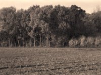 Waldsaum  Pentax MZ-S, SMC FA  1.8/77 Limited, Bergger Pancro 400@320