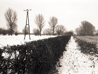 Feldhecke  Pentax LX, SMC 2.8/24;  400TX/400 - 25.01.2013 -