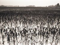 Winterfeld  Pentax LX, SMC 2.8/24;  400TX/400