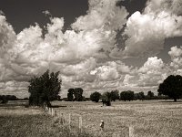 Treibende Wolken  Pentax K-1, smc PENTAX-FA 31mm F1.8 AL Limited  - 10.08.2018 - : Bäume, Landschaft, Weide, Wolken