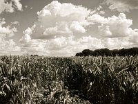 Maisfeld  Pentax K-1, smc PENTAX-FA 31mm F1.8 AL Limited  - 10.08.2018 - : Bäume, Felder, Landschaft, Maisfeld, Wolken