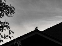 Dachplatz  PENTAX K-3 Mark III Monochrome, SMC PENTAX-FA 1.8/77 Limited - 03.09.2024 -