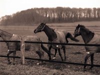 Auf der Weide  Pentax 6x7; 2.4/105; Efke R 100 - 2005 -