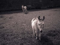 Drei Esel vom Niederrhein  Fuji GW690 III; Rollei R3/320 - 2005 -