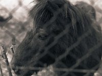 Pony  Pentax 6x7; 2.4/105; Forte 400/320 - 24.April 2008 -