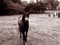 Pferd mit Fliegenschutz  Pentax 6x7; 2.4/105; Ilford HP5 plus / 800 ASA - August 2003 -