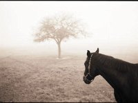 Nebeltag mit Pferd und Baum  Fuji GW 690III, Fuji Neopan 400