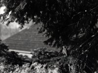 Die Amsel vor dem Fenster in der Tanne  Canham DLC 45; Apo Ronar 9.0/300, Bergger Pancro400  - 03.03.2022 -