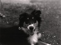 Halloween, der kleine Collie  Pentax 6x7, 2.4/105, Cube 400