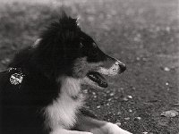 Halloween, der kleine Collie  Pentax 6x7, 2.4/105, Cube 400