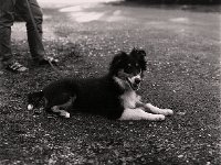 Halloween, der kleine Collie  Pentax 6x7, 2.4/105, Cube 400