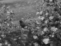 Amsel vor meinem Fenster  PENTAX K-3 Mark III Monochrome , SMC Pentax-FA 1.8/77 Limited  -31.01.2024 -