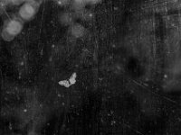 Der kleine Falter auf der Fensterscheibe  PENTAX K-3 Mark III Monochrome, HD PENTAX - FA 1.9/43 Limited - 22.06.2024 -