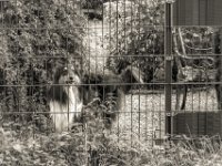 Lilly  PENTAX K-3 Mark III Monochrome, SMC PENTAX-FA 1.9/43 Limited  - 18.08.2024 -