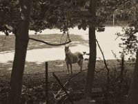 Pferd auf der Waldkoppel  Pentax K-1, smc PENTAX-FA 43mm F1.9 Limited  - 07.07.2018 - : Bäume, ‎⁨Duisburg⁩, Landschaft, Niederrhein, Pferd