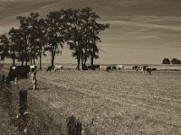 Hinterm Deich  Pentax K-1, smc PENTAX-FA 43mm F1.9 Limited  - 07.07.2018 - : Bäume, Fluss, Kühe, Landschaft, Niederrhein, Rheindeich, Weide