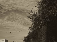 Flug der Wildgänse  Pentax K-1, smc PENTAX-FA 77mm F1.8 Limited  - 12.08.2018 - : Gänse, Gebäude, Himmel, Vogelflug, Wolken