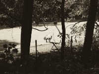 Ohne Pferd, das Pony auf der Waldkoppel  Pentax K-1, smc PENTAX-FA 77mm F1.8 Limited  - 12.08.2018 - : Pferd, Pony, Wald