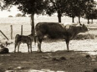 Kuhfamilie II  PENTAX K-3 Mark III Monochrome , SMC PENTAX-FA 1.9/43 Limited  - 20.06.2025 -