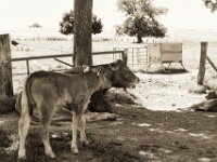 Kuhfamilie III  PENTAX K-3 Mark III Monochrome , SMC PENTAX-FA 1.9/43 Limited  - 20.06.2025 -