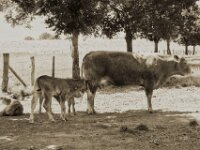 Kuhfamilie I  PENTAX K-3 Mark III Monochrome , SMC PENTAX-FA 1.9/43 Limited  - 20.06.2025 -