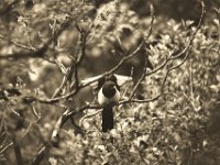 Elster im Essigbaum II  Pentax K-1, HD Pentax-DFA* 2.8/70-200 ED DC AW  - 06.06.2019 - : Elster, Essigbaum, Garten Erlenstraße, Vogel