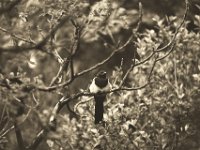 Elster im Essigbaum I  Pentax K-1, HD Pentax-DFA* 2.8/70-200 ED DC AW  - 06.06.2019 - : Elster, Essigbaum, Garten Erlenstraße, Vogel