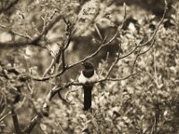 Elster im Essigbaum III  Pentax K-1, HD Pentax-DFA* 2.8/70-200 ED DC AW  - 06.06.2019 - : Elster, Essigbaum, Garten Erlenstraße, Vogel