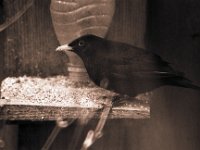 Amsel am Futterhaus im Garten  Pentax SuperA, Sigma Mirror 8.0/600, Ilford HP5+@1600