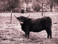 Highlander  Canon EOS 5; 2.8/80-200L; Delta 400