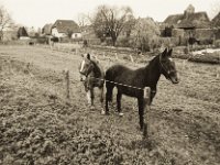 Die beiden Pferde treffe ich öfter  Pentax SuperA, MC Soligor C/D Wide-Auto 2.8/20, Gelbfilter, Bergger Pancro400 @320