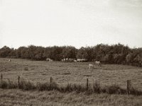 Herde  Pentax 645N, SMC FA 2.8/75, ADOX CHS100 II   - 06.09.2024 -